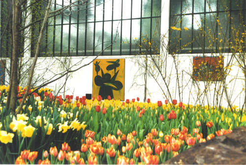 florae Obscurae at botanical garden